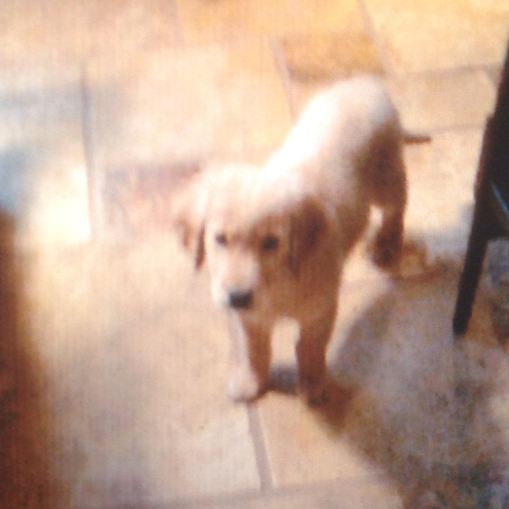 Meet your Posher, Kevin